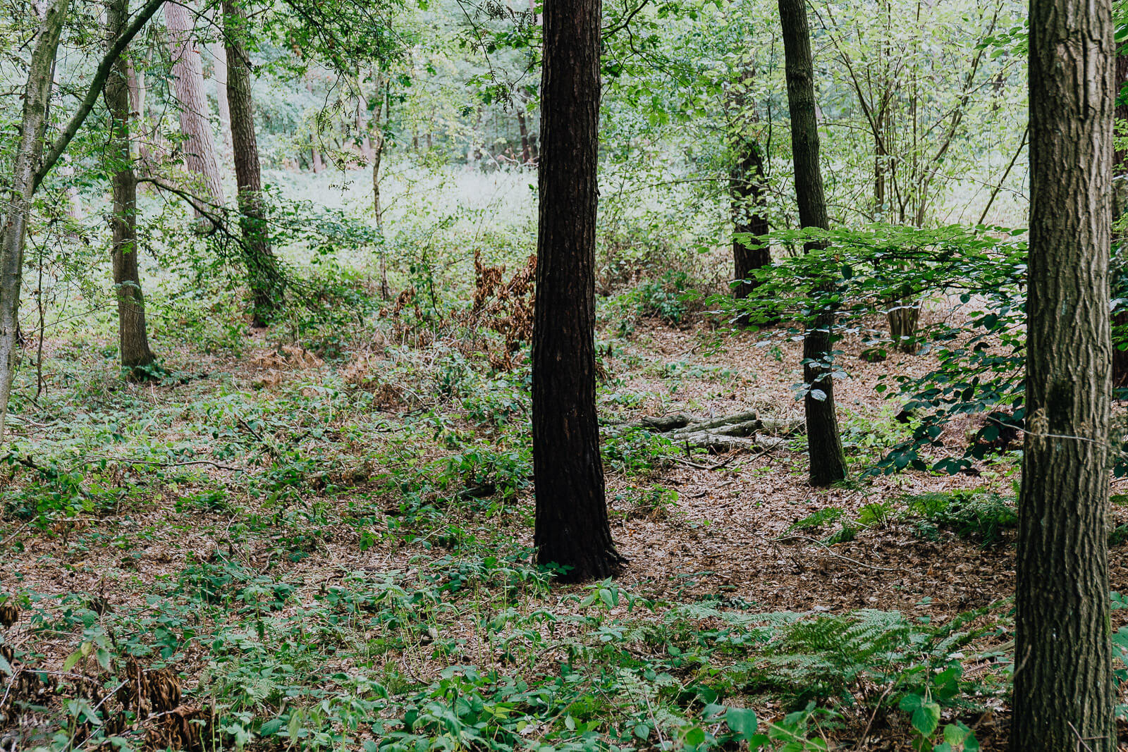 blogger gegen rechts, unpolitisch, toxische stille, laut werden gegen rechts, wir sind mehr, aufstehen gegen rechts, laut werden gegen rechts
